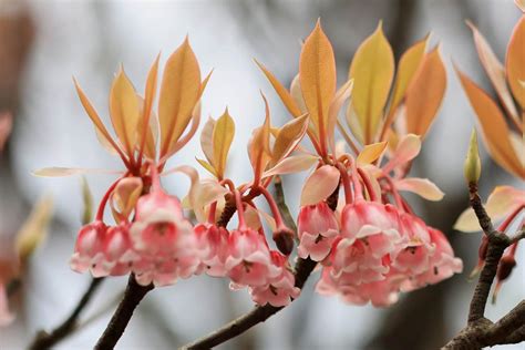 吊鐘花種子|臺灣吊鐘花 (護理, 特徵, 花, 圖片)